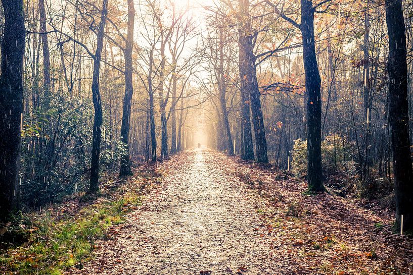 Regen und Sonnenschein auf einem Waldweg von Marcel Bakker