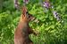Eichhörnchen in der Frühlingswiese von Tobias Luxberg
