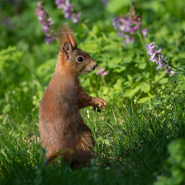Eichhörnchen in der Frühlingswiese von Tobias Luxberg