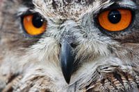 The eyes have it