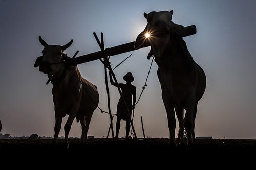 Mandalay farmer plowing in the traditional way the arable land with a plow and oxen. Agriculture sti by Wout Kok