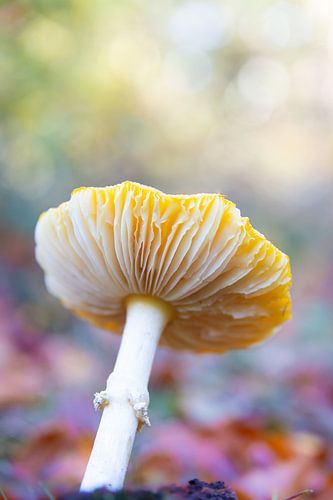 The colourful mushroom