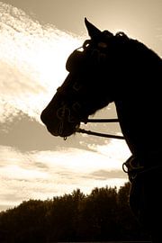 Tegenlicht met een Fries paard by Nicky Staskowiak