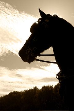 Tegenlicht met een Fries paard van Nicky Staskowiak