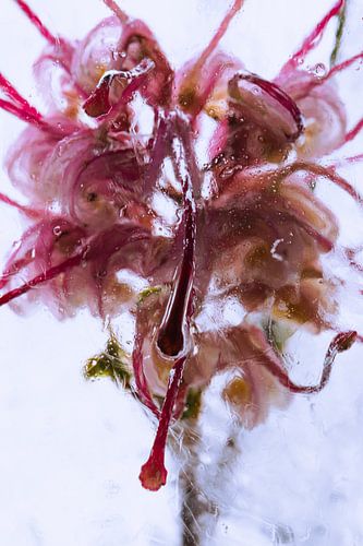 Grevillea in ice by Marc Heiligenstein