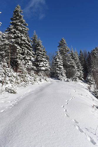 Een pad onder de sneeuw in het bos