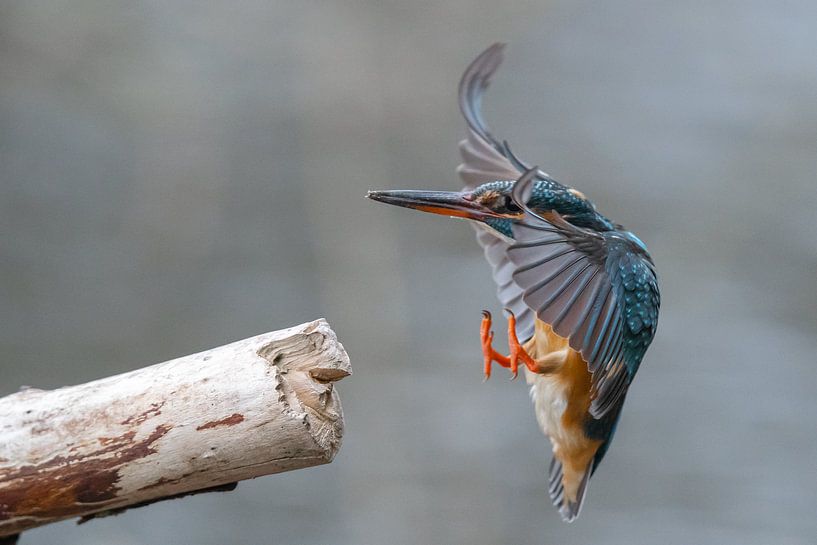 kingfisher by Willem Hoogsteen