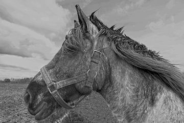 Paard in close up zwart/wit