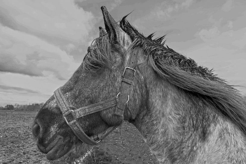 Paard in close up zwart/wit van Brian Morgan
