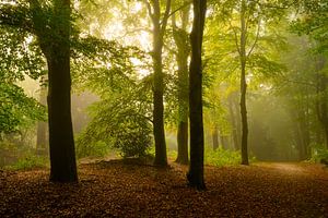 Atmospheric forest in autumn with a mist in the air