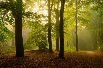 Atmosphärischer Wald im Herbst mit Nebel in der Luft