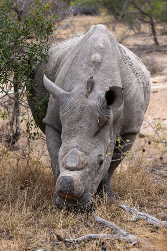 Fotos genomen tijdens onze drie weekse rondreis door Zuid-Afrika