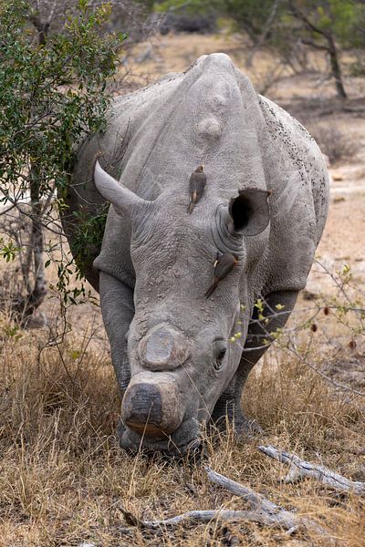 Photos taken during our three-week tour of South Africa by Robin Beukeboom