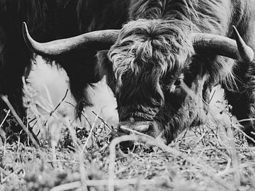 Mit der Zeit trägt der wilde Stier das Joch