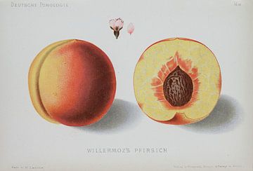 Peach, W. Lauche, German pomology by Teylers Museum
