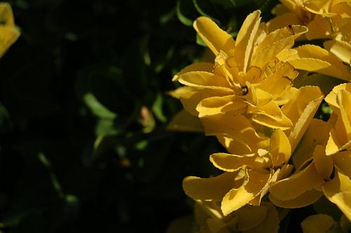 Bloemen in Italië
