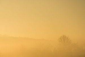 Golden Fog sur Peter Proksch