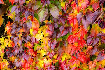 Kleurrijke bladeren van de zelfklimmende maagdenhaarrank van Dieter Walther