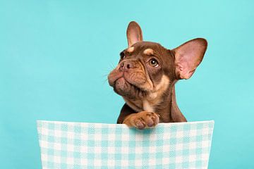 Cute french bulldog puppy looks up against a blue background by Elles Rijsdijk