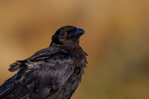 Proud Crow