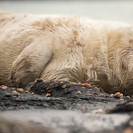 zeehonden pup 6 van Annelies Cranendonk
