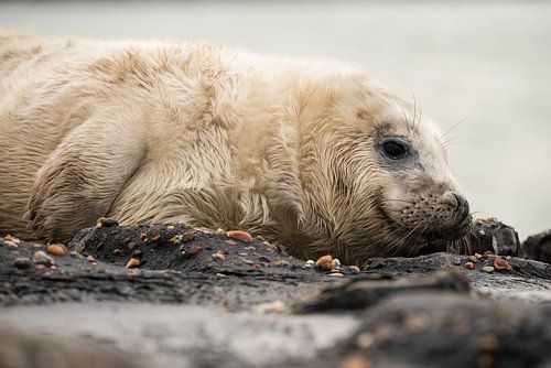 chiot de mer 6 sur Annelies Cranendonk