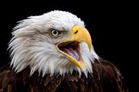 screaming eagle