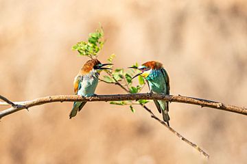 Ruzies tussen vogels van Ursula Di Chito