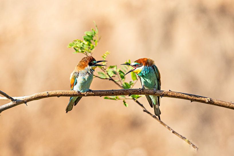 Ruzies tussen vogels van Puravida - Fotografie en fotokunst