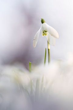 Perce-neige sous une belle lumière