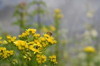 Insekt auf gelber Blüte