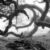 Bijzondere boom in Madeira van Michel van Kooten