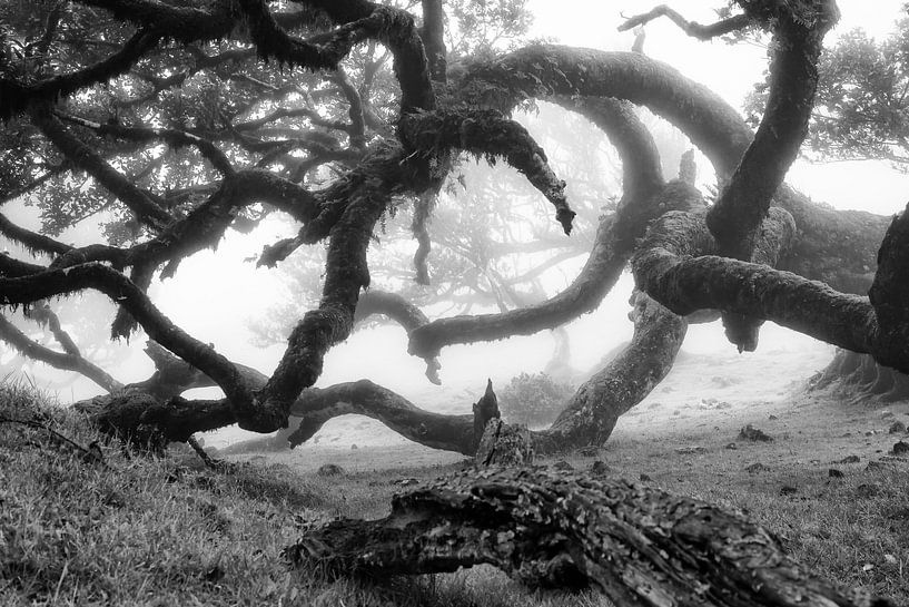 Bijzondere boom in Madeira van Michel van Kooten