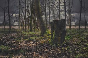 Malerisches Foto eines moosbedeckten Waldes in Drenthe bei Meppel - Heitere Frühlings-Wanddekoration
