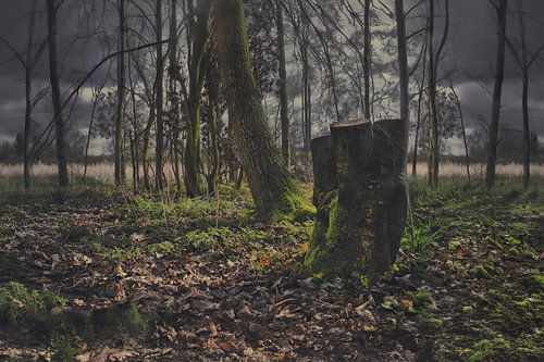Schilderachtige Foto van Mos Bedekt Bos in Drenthe nabij Meppel - Serene Lente Wanddecoratie