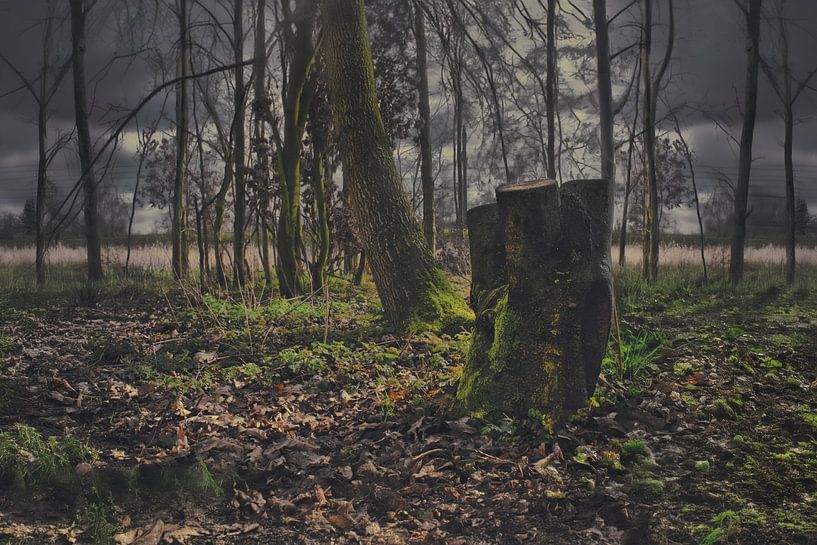 Picturesque Photo of Moss Covered Forest in Drenthe near Meppel - Serene Spring Wall Decoration by Elianne van Turennout
