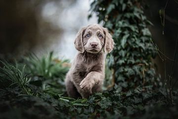 Weimaraner puppy met ondeugende blik in het groen van Lotte van Alderen