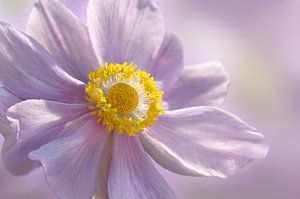 Anemone