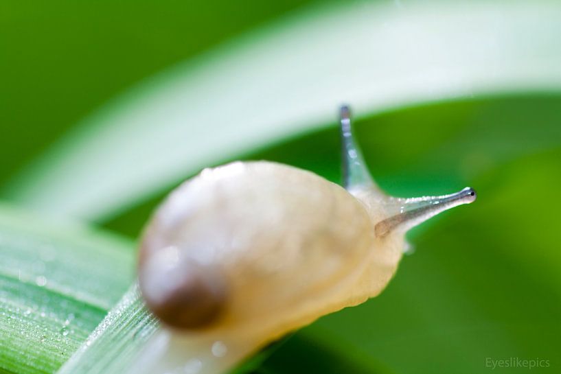 small and wonderfull by dieter provoost