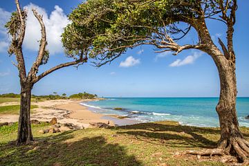 Caribische kust, landschap bij Pointe Allègre, Sainte Rose Guadeloupe