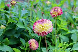 dahlia pink/yellow by Arie van Vugt