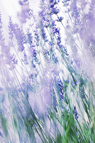 Lavender Dream