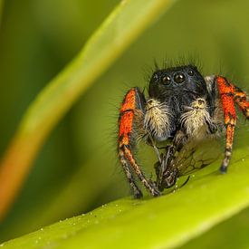 Fire Jumper with Flying Ant by Amanda Blom