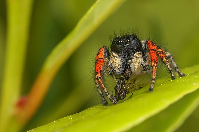 Fire Jumper with Flying Ant by Amanda Blom
