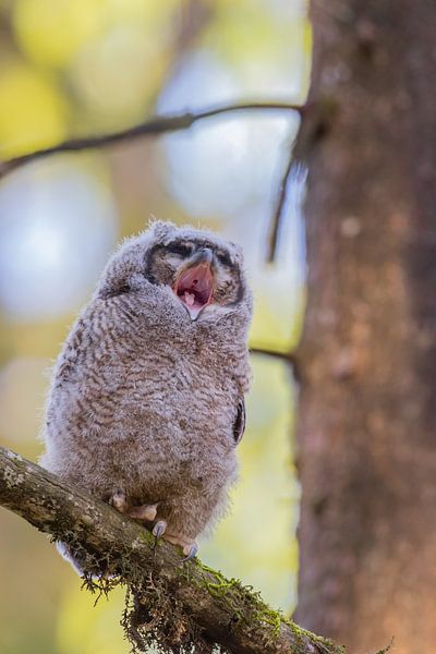 Sleepy European Eagle by Jos Krynen