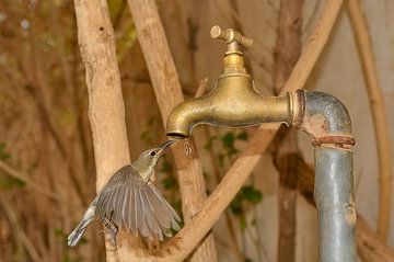 Beautiful Sunbird vrouwtje lest haar dorst bij de waterkraan. van Hans Hut