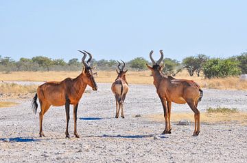 Sable Antelope by Robert Styppa