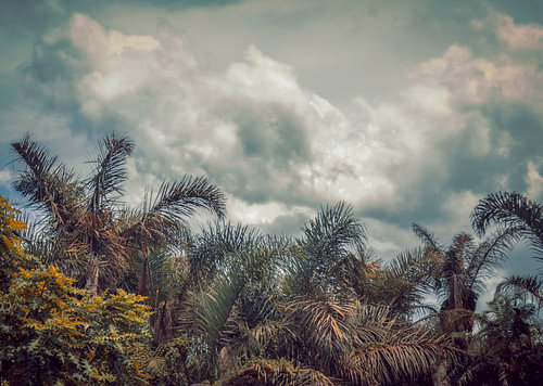Wolkenlucht boven de Jungle