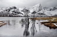Baumspiegelung im See vor einer winterlichen Bergkette von Ralf Lehmann Miniaturansicht