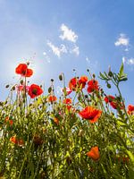 Coquelicot dans une prairie au printemps
